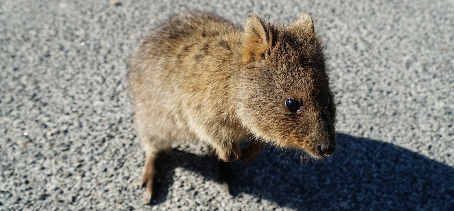 Quokka